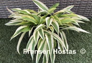Hosta Alakazaam