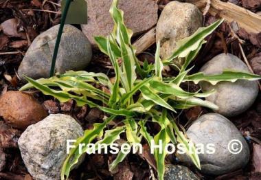 Hosta Alakazaam