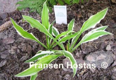 Hosta Alakazaam