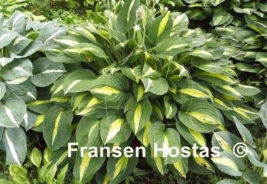 Hosta Alan Titchmarsh