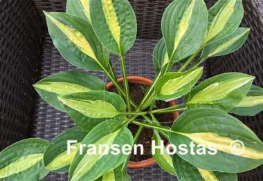 Hosta Alan Titchmarsh