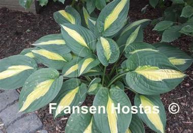 Hosta Alan Titchmarsh