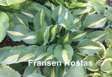 Hosta Alan Titchmarsh
