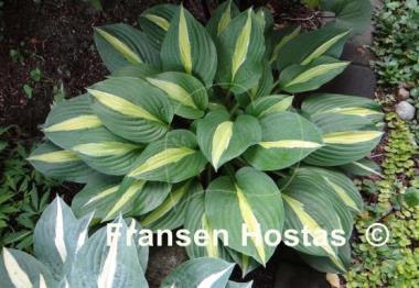 Hosta Alan Titchmarsh