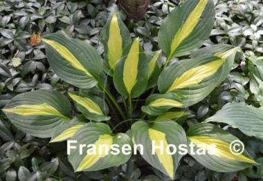 Hosta Alan Titchmarsh