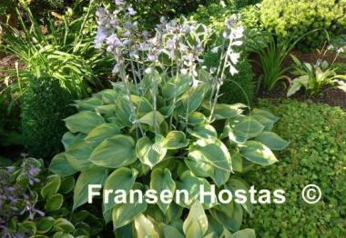 Hosta Alex Summers