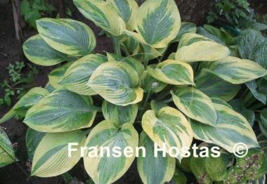 Hosta Alex Summers