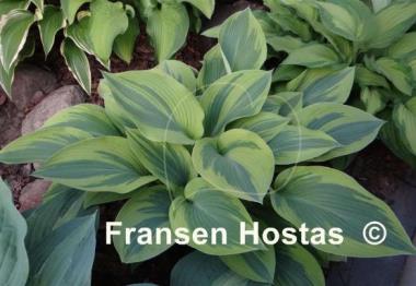 Hosta Alex Summers