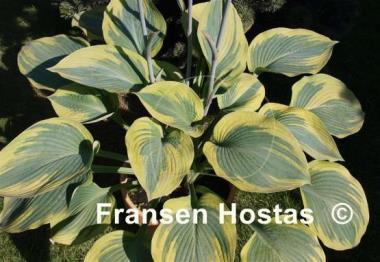 Hosta Alex Summers