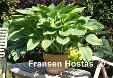 Hosta Alex Summers