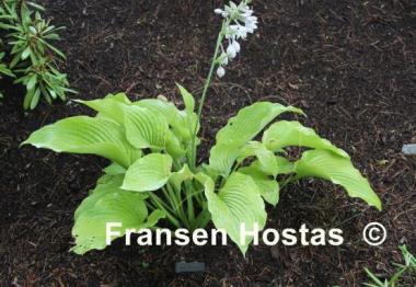 Hosta Alice Gladden