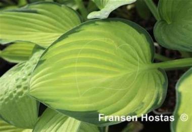 Hosta Alice in Wonderland