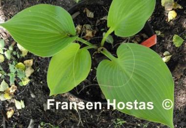 Hosta Aliyah's Grace