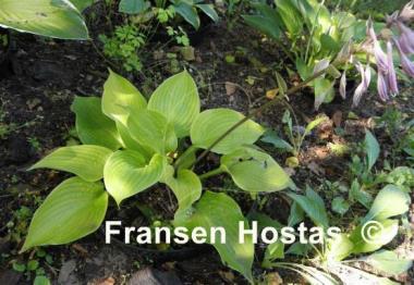Hosta Aliyah's Grace