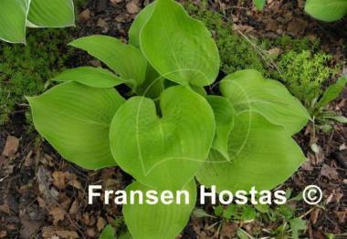 Hosta Aliyah's Grace