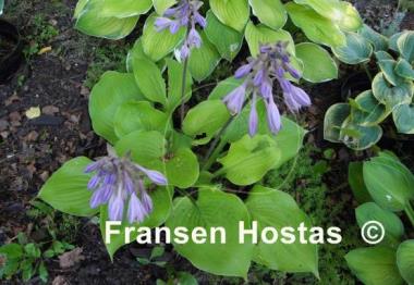Hosta Aliyah's Grace