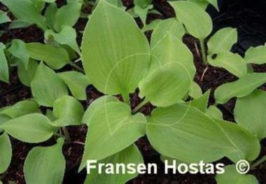 Hosta Aliyah's Grace