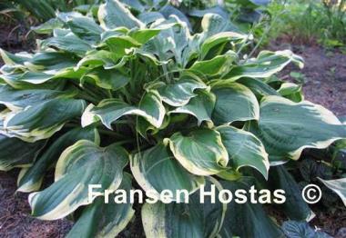 Hosta All Aflutter