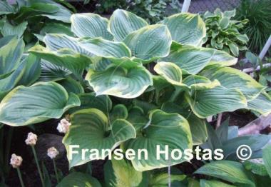 Hosta All That Jazz