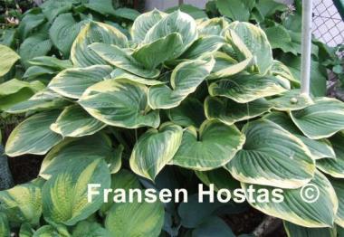 Hosta All That Jazz
