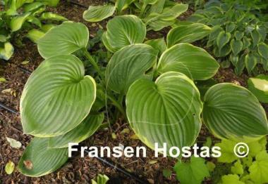 Hosta All That Jazz