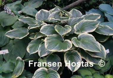 Hosta All That Jazz