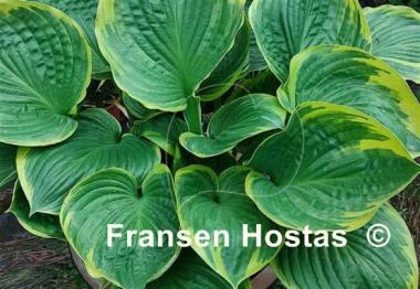 Hosta All That Jazz