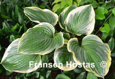 Hosta All That Jazz