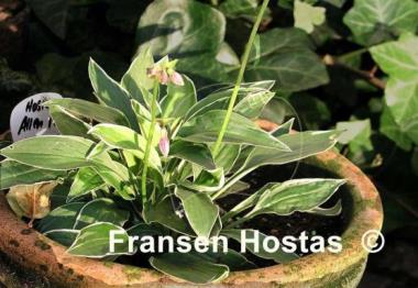 Hosta Allan P. McConnell