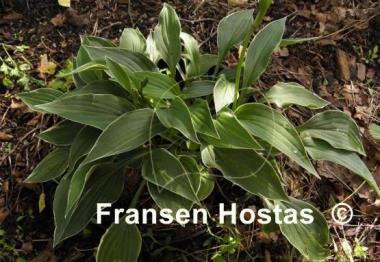 Hosta Allan P. McConnell