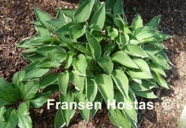 Hosta Allan P. McConnell