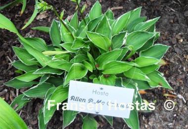 Hosta Allan P. McConnell