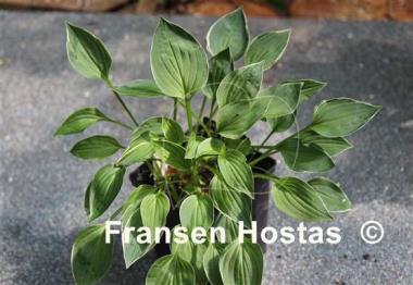 Hosta Allan P. McConnell