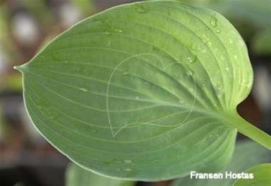Hosta Allegan Emperor