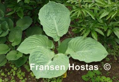 Hosta Allegan Emperor
