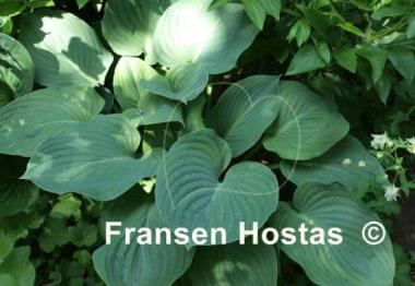 Hosta Allegan Emperor