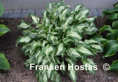 Hosta Allegan Fog