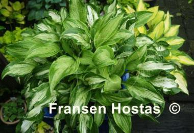 Hosta Allegan Fog
