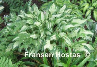 Hosta Allegan Fog