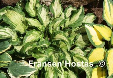 Hosta Allegan Fog