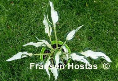 Hosta Alley's Star