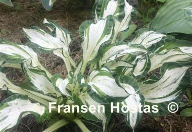 Hosta Alley's Star