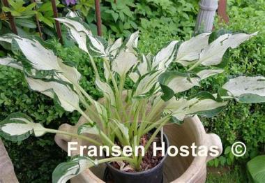 Hosta Alley's Star