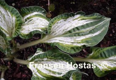 Hosta Alley Oop