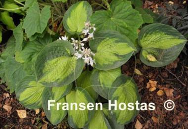 Hosta Alligator Alley