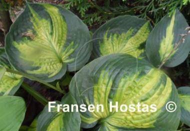 Hosta Alligator Alley