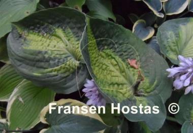 Hosta Alligator Alley