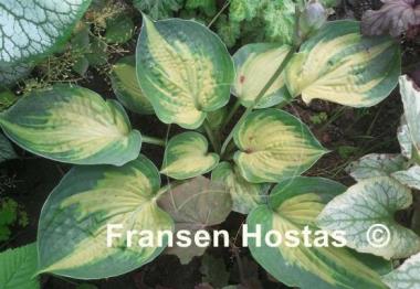 Hosta Alligator Alley