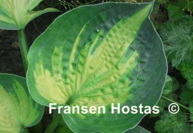 Hosta Alligator Alley