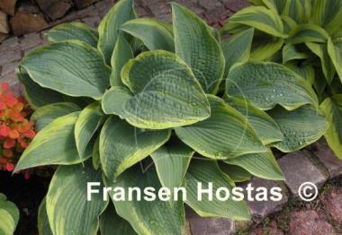 Hosta Alligator Shoes